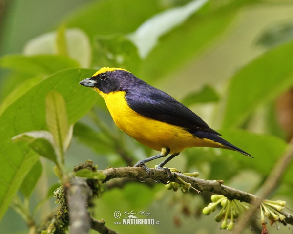 Libohlásek tlustozobý (Euphonia laniirostris)