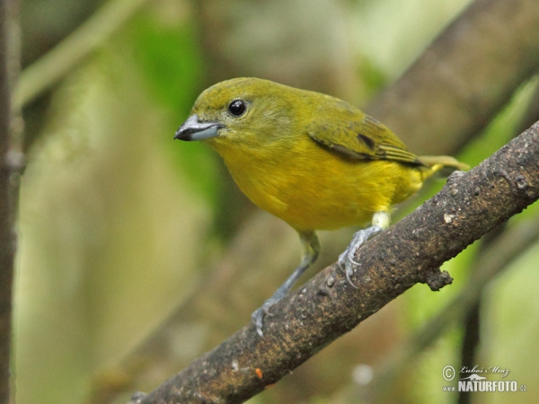 Libohlásek tlustozobý (Euphonia laniirostris)