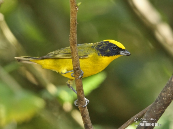 Libohlásek tlustozobý (Euphonia laniirostris)