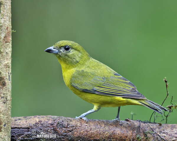 Libohlásek tlustozobý (Euphonia laniirostris)