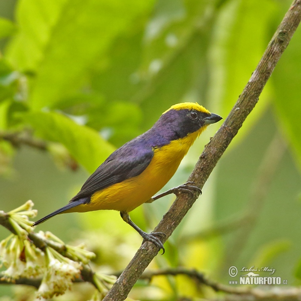 Libohlásek tlustozobý (Euphonia laniirostris)