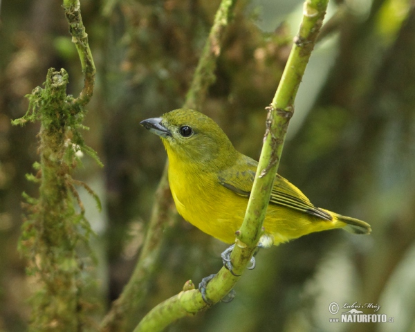 Libohlásek tlustozobý (Euphonia laniirostris)