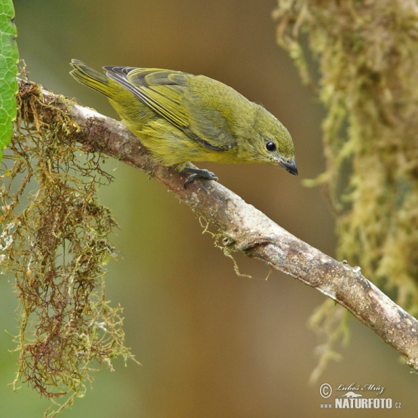 Libohlásek tlustozobý (Euphonia laniirostris)