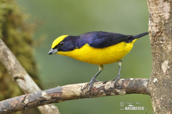 Libohlásek tlustozobý (Euphonia laniirostris)