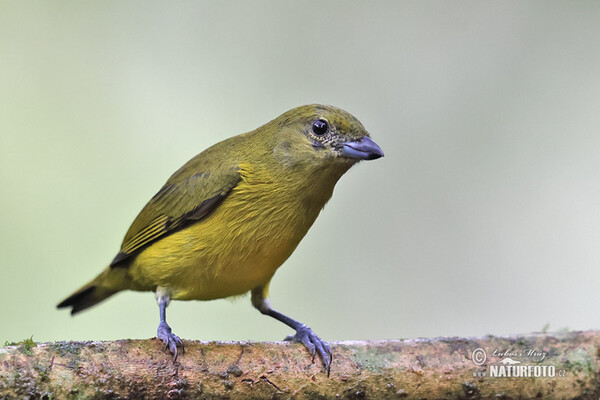 Libohlásek tlustozobý (Euphonia laniirostris)