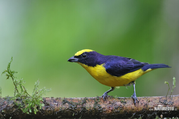 Libohlásek tlustozobý (Euphonia laniirostris)