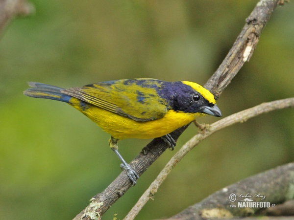 Libohlásek tlustozobý (Euphonia laniirostris)