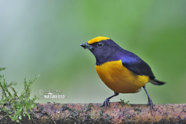 Libohlásek zlatobřichý (Euphonia xanthogaster)