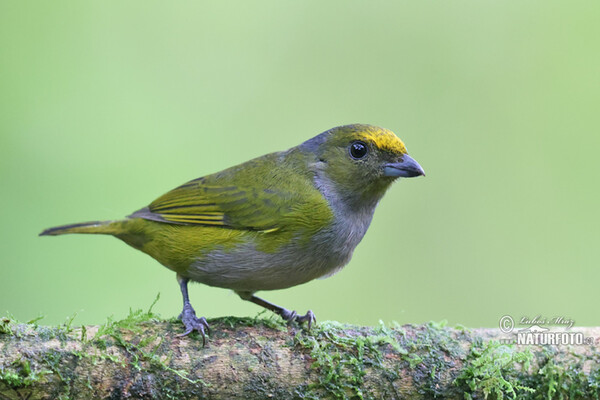 Libohlásek zlatobřichý (Euphonia xanthogaster)