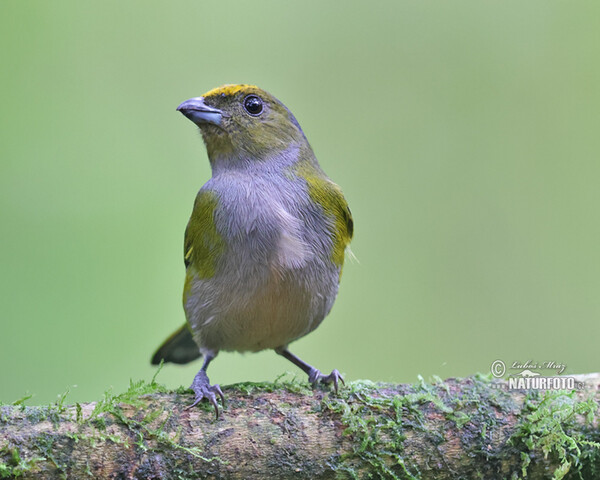 Libohlásek zlatobřichý (Euphonia xanthogaster)