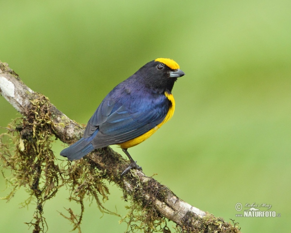 Libohlásek zlatobřichý (Euphonia xanthogaster)