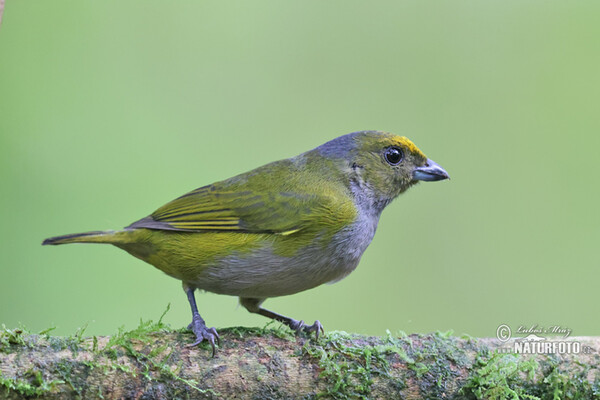 Libohlásek zlatobřichý (Euphonia xanthogaster)