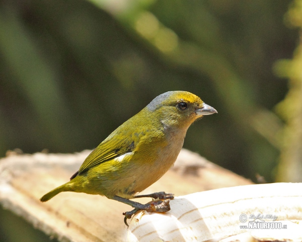 Libohlásek zlatobřichý (Euphonia xanthogaster)