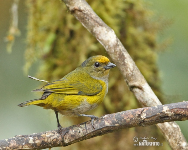 Libohlásek zlatobřichý (Euphonia xanthogaster)