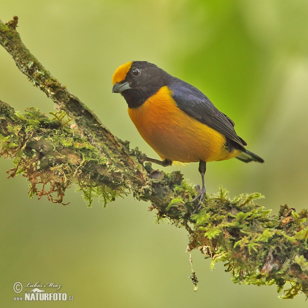 Libohlásek zlatobřichý (Euphonia xanthogaster)