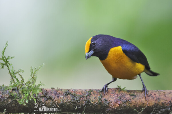 Libohlásek zlatobřichý (Euphonia xanthogaster)