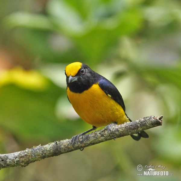 Libohlásek zlatobřichý (Euphonia xanthogaster)