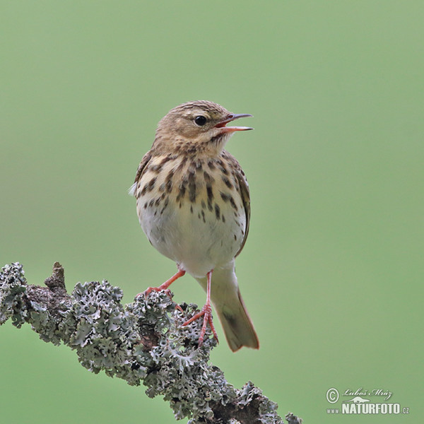 Linduška lesní (Anthus trivialis)