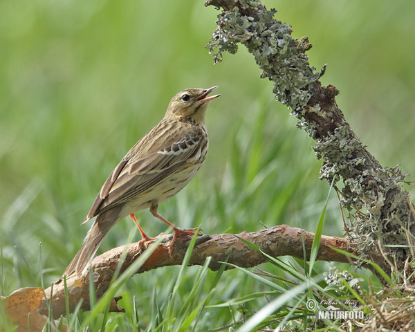 Linduška lesní (Anthus trivialis)