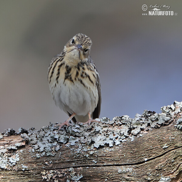 Linduška lesní (Anthus trivialis)