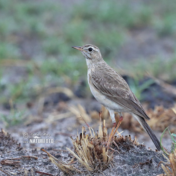 Linduška žlutohnědá (Anthus vaalensis)