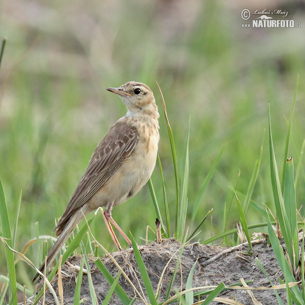 Linduška žlutohnědá (Anthus vaalensis)