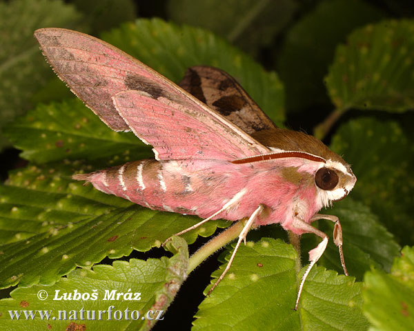 Lišaj mliečnikový (Hyles euphorbiae)