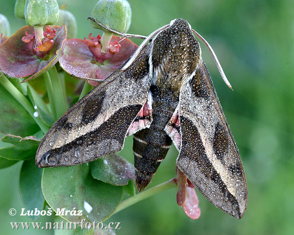 Lišaj mliečnikový (Hyles euphorbiae)