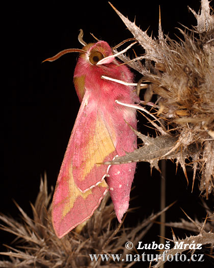 Lišaj vrbicový (Deilephila porcellus)