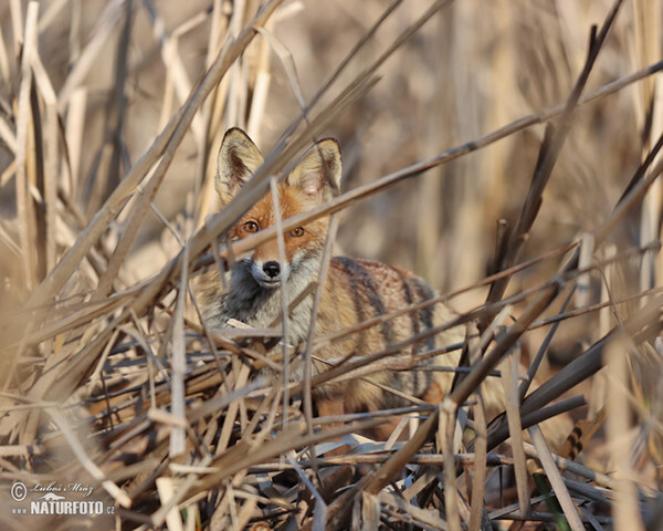 Líška hrdzavá (Vulpes vulpes)