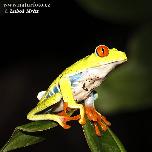 Listárka červenooká (Agalychnis callidryas)