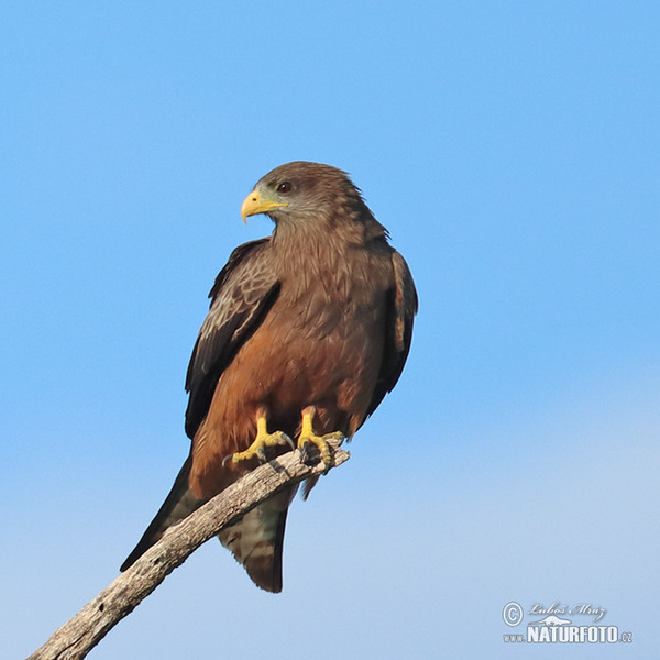 Luňák hnědý (Milvus migrans)