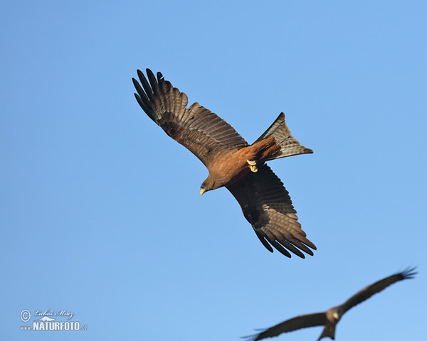 Luňák hnědý (Milvus migrans)