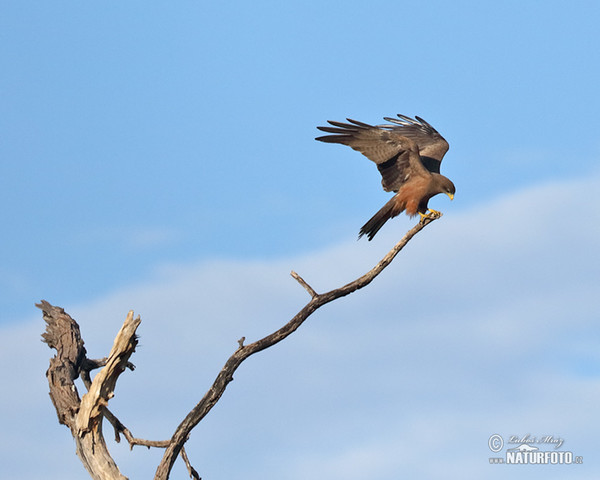 Luňák hnědý (Milvus migrans)