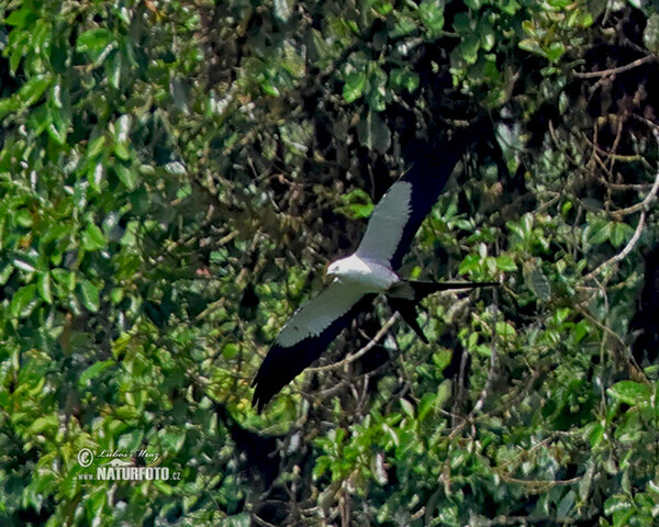 Luňák vlaštovčí (Elanoides forficatus)