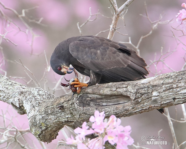 Luněc bažinný (Rostrhamus sociabilis)