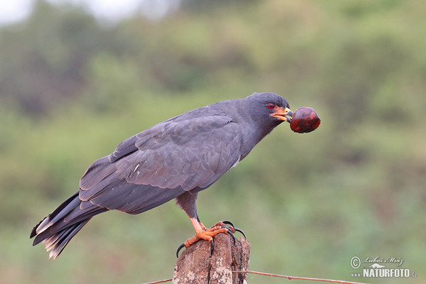 Luněc bažinný (Rostrhamus sociabilis)