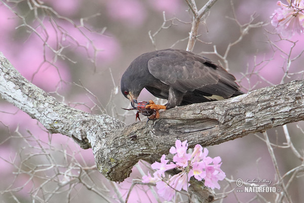 Luněc bažinný (Rostrhamus sociabilis)