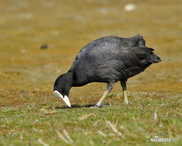 Lyska černá (Fulica atra)