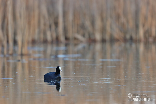 Lyska černá (Fulica atra)