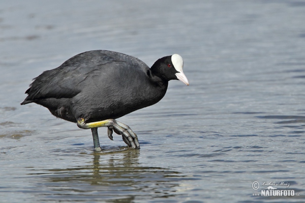 Lyska čierna (Fulica atra)