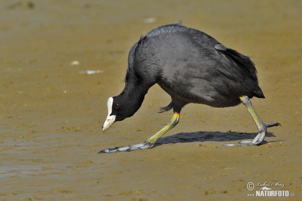 Lyska čierna (Fulica atra)