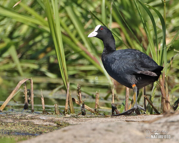 Lyska čierna (Fulica atra)