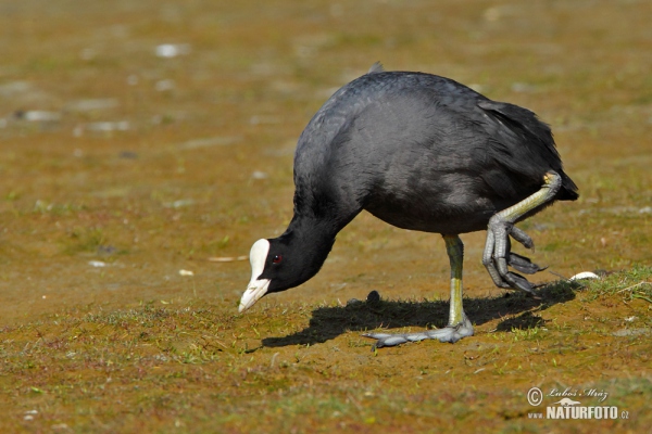 Lyska čierna (Fulica atra)