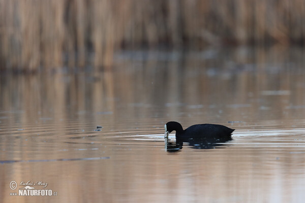 Lyska čierna (Fulica atra)