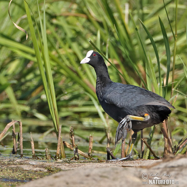 Lyska čierna (Fulica atra)