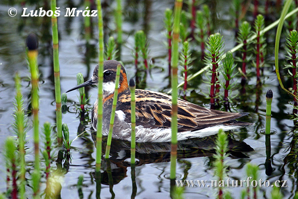 Lyskonoh úzkozobý (Phalaropus lobatus)