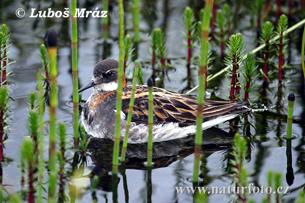 Lyskonoh úzkozobý (Phalaropus lobatus)