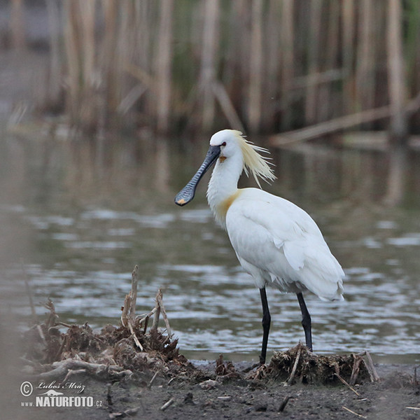 Lyžičiar biely (Platalea leucorodia)