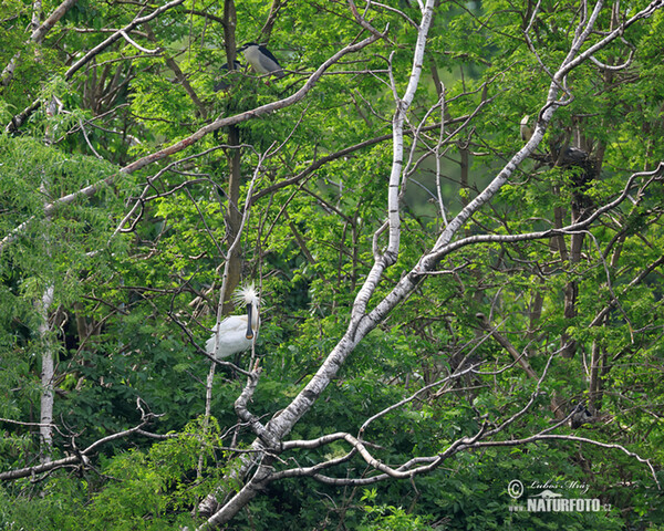 Lyžičiar biely (Platalea leucorodia)